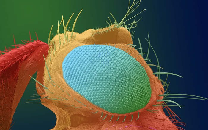 Die kolorierte REM-Aufnahme vom Auge der Fruchtfliege